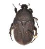 Netocia morio